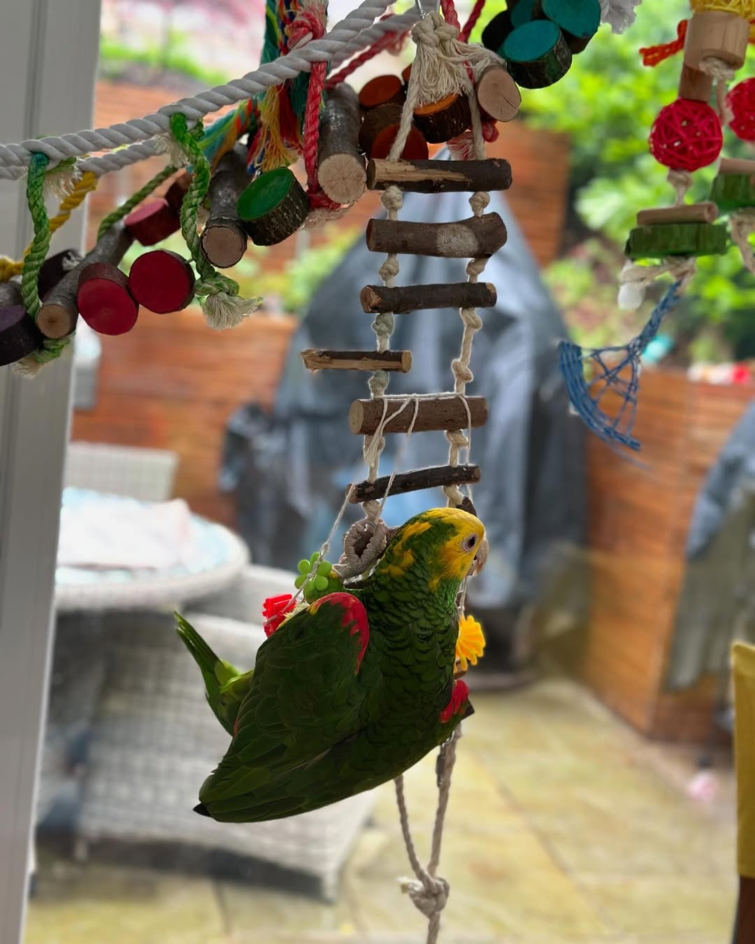 Male Double Yellow Headed Amazon For sale (Leo) Male Double Yellow Headed Amazon For sale (Leo)