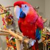 Female Scarlet Macaw for sale (Mia)