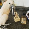 Male Mollucan Cockatoo For sale (Lino)