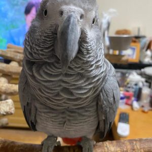 Male African Grey Parrot for Sale