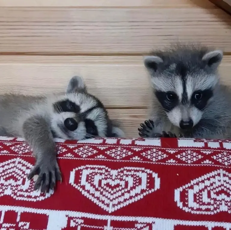 Raccoon babies for sale Raccoon babies for sale