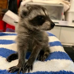 Raccoon babies for sale