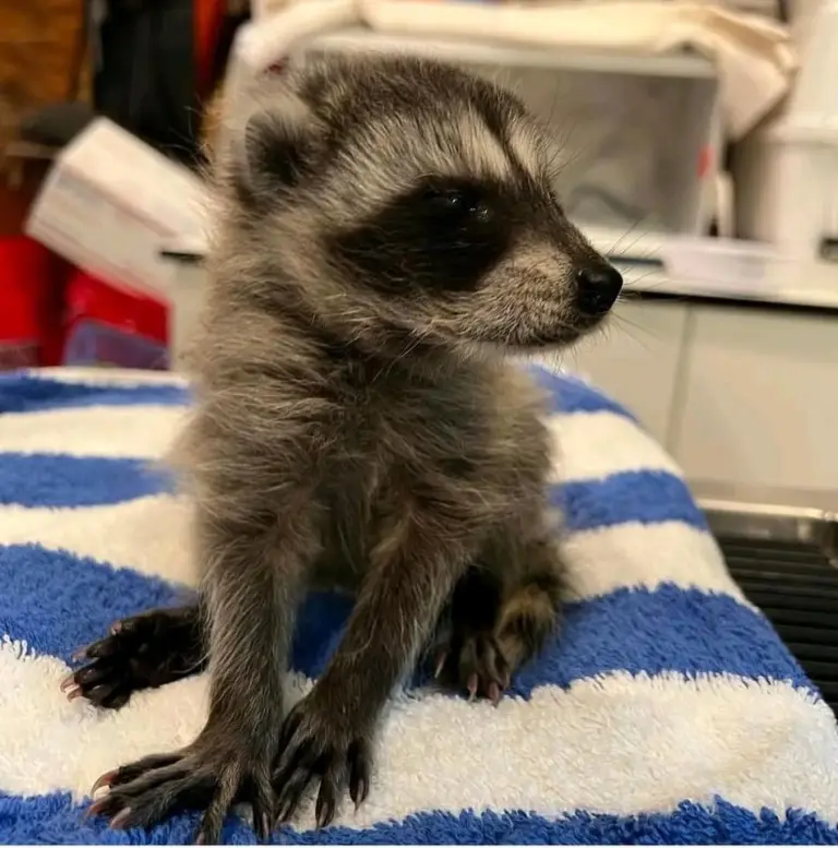 Raccoon babies for sale Raccoon babies for sale