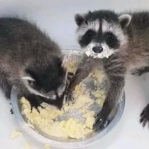 Raccoon babies for sale