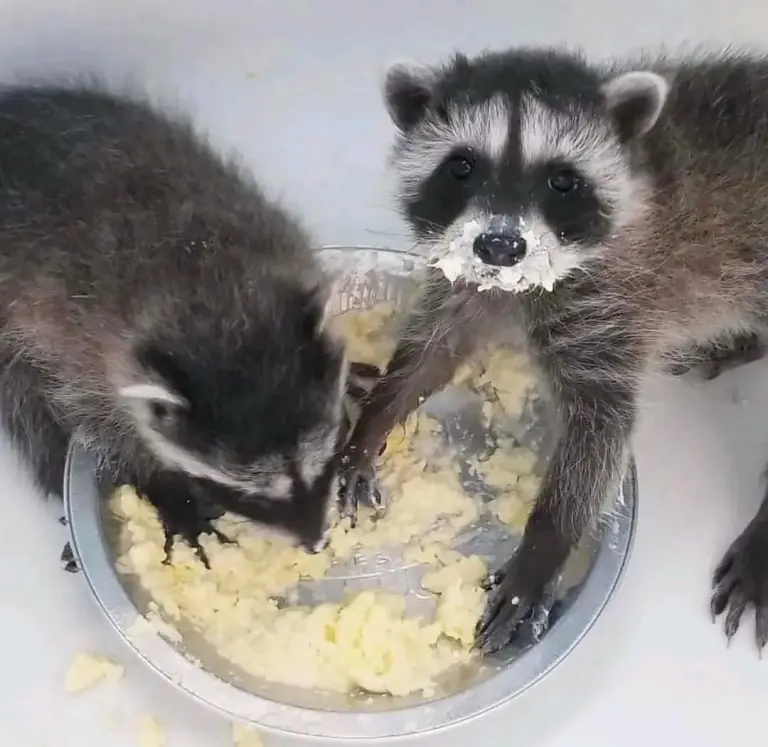 Raccoon babies for sale Raccoon babies for sale