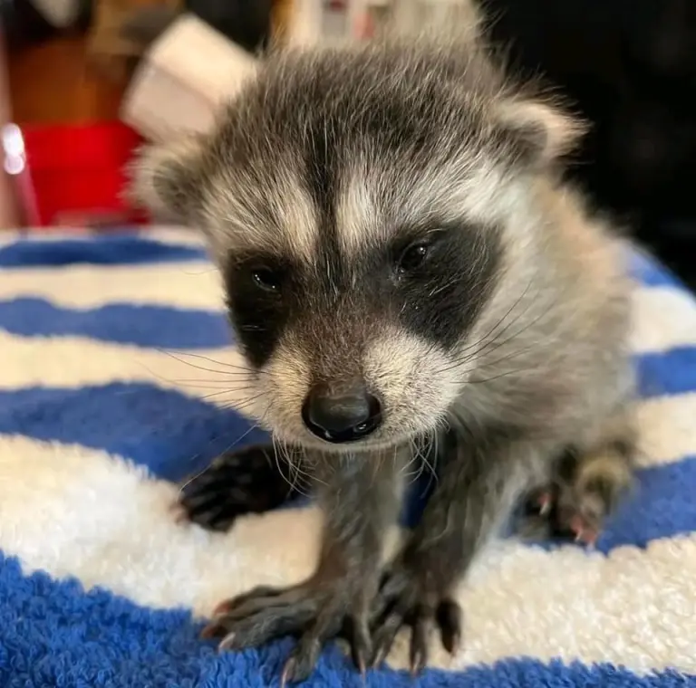 Raccoon babies for sale Raccoon babies for sale