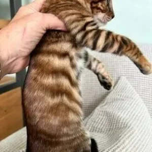 Female Toyger for sale, 12 weeks old
