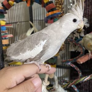 Male White-faced Cockatiel for sale