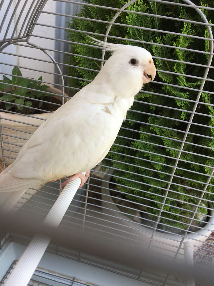 Female Albino Cockatiel Parrot for sale Female Albino Cockatiel Parrot for sale