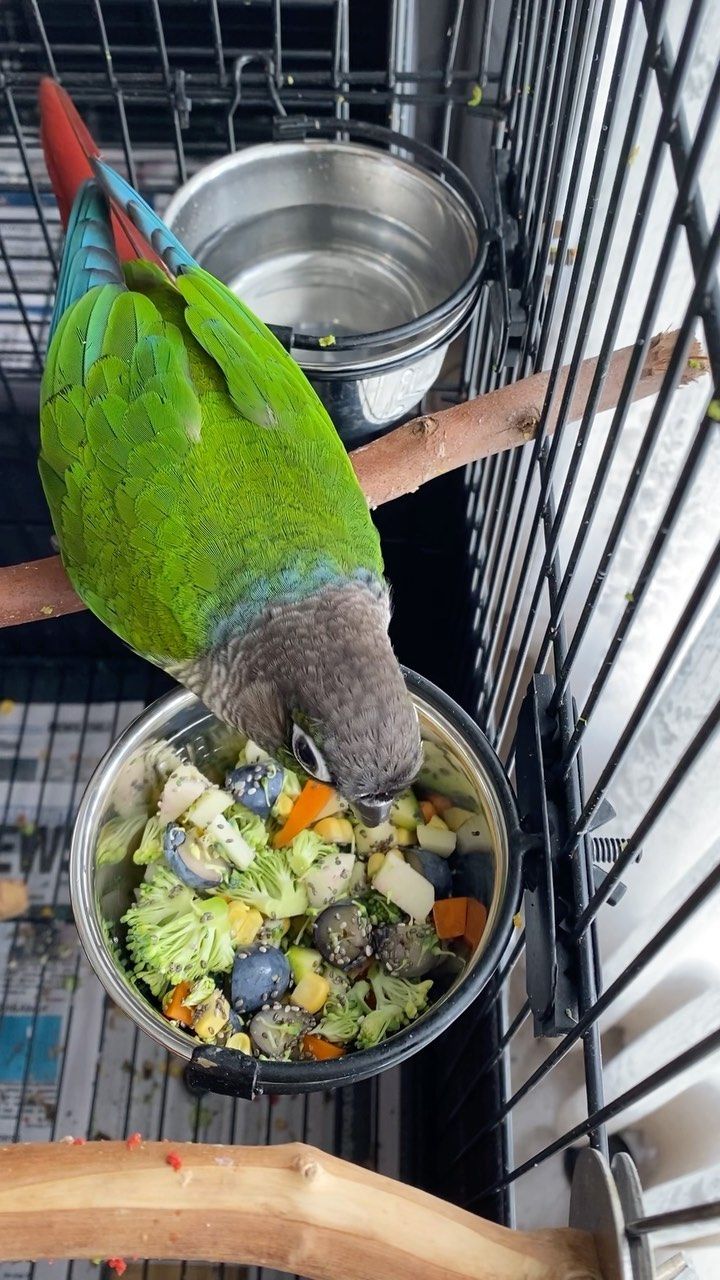 Female Conure Parrot for sale Female Conure Parrot for sale