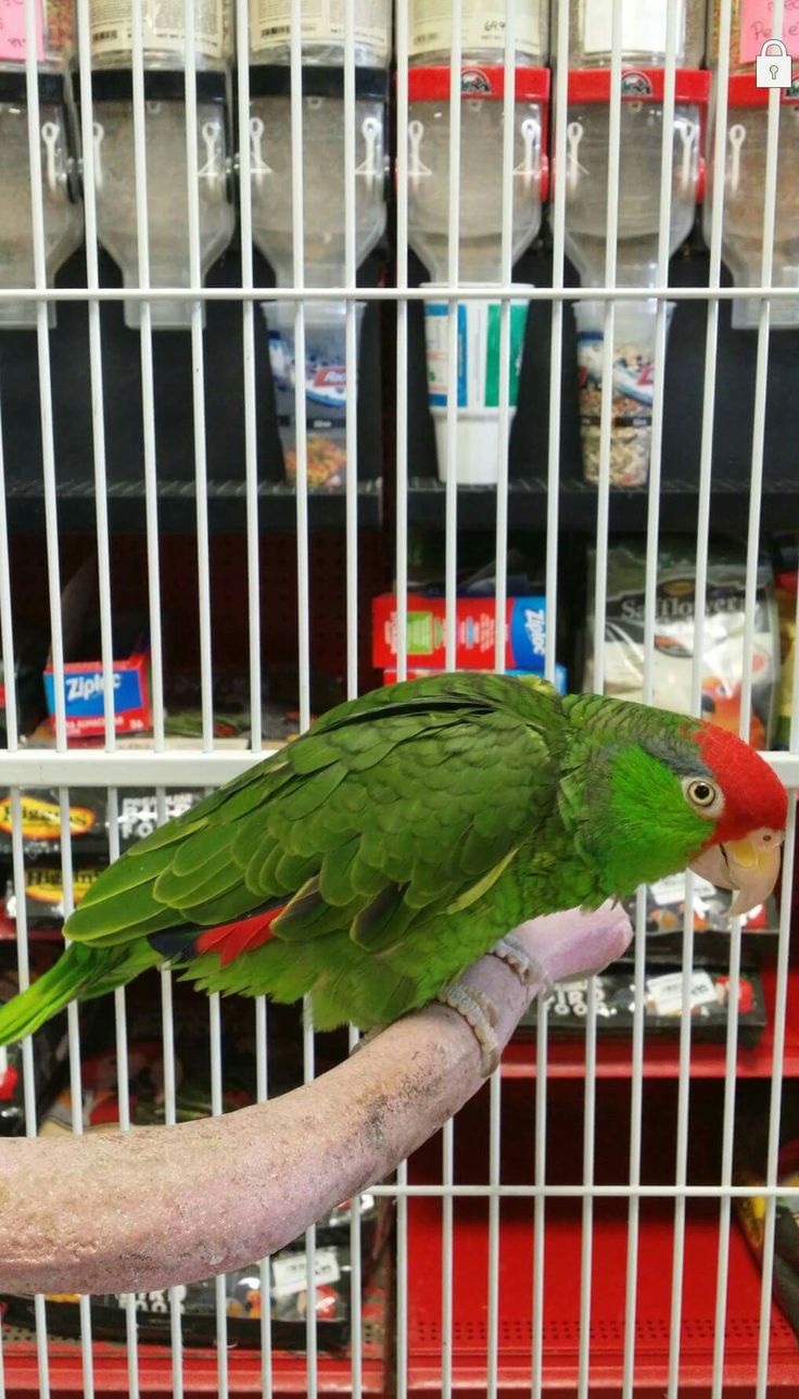 Male Mexican Red Headed Amazon(Maxwell) Male Mexican Red Headed Amazon(Maxwell)