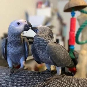 African Grey parrot baby pair for sale