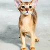 Female Abyssinian cat, 4 months old