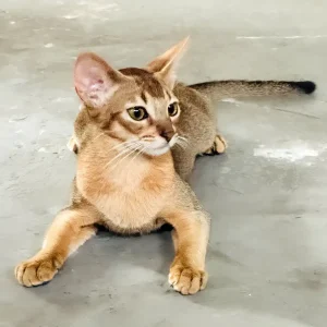 Female Abyssinian cat, 4 months old