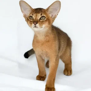 Abyssinian Kitten – 12 weeks old, male