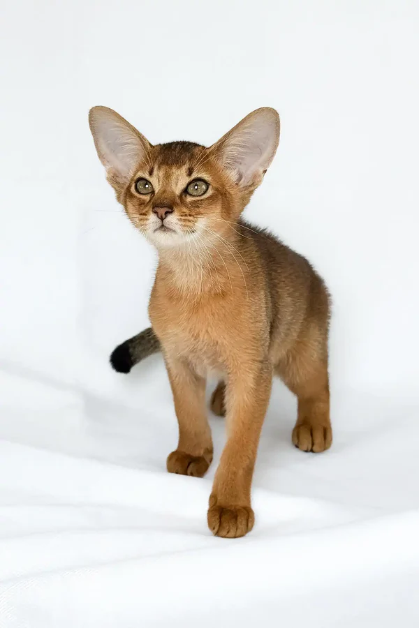 Abyssinian Kitten – 12 weeks old, male Abyssinian Kitten – 12 weeks old, male