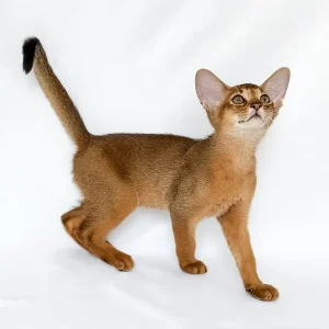Abyssinian Kitten – 12 weeks old, male