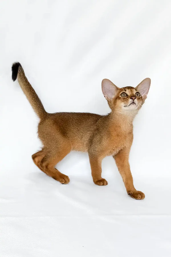 Abyssinian Kitten – 12 weeks old, male Abyssinian Kitten – 12 weeks old, male