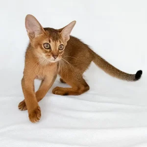 Abyssinian Kitten – 12 weeks old, male