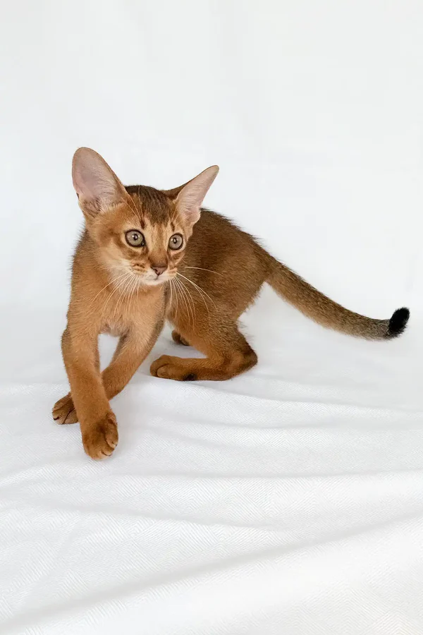 ak6 Abyssinian Kitten – 12 weeks old, male