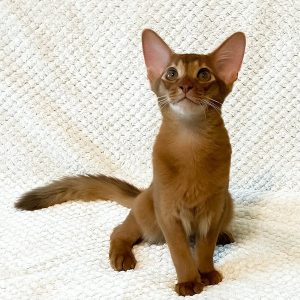 Abyssinian Kitten – 14 weeks old, male