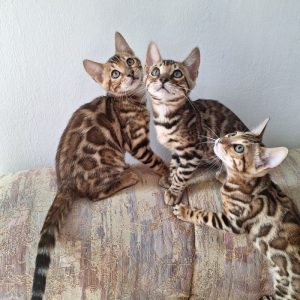 Purebred Bengal kittens – 12 weeks old
