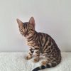 Purebred Bengal kittens – 12 weeks old