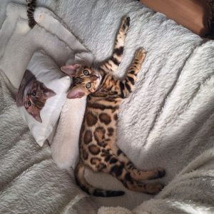 Purebred Bengal kittens – 12 weeks old