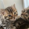 2 Bengal cats (a pair, male and female) – 4 months old