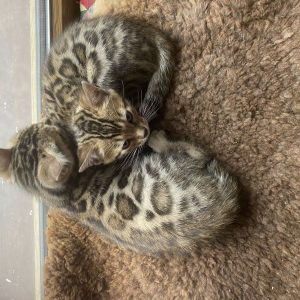 2 Bengal cats (a pair, male and female) – 4 months old