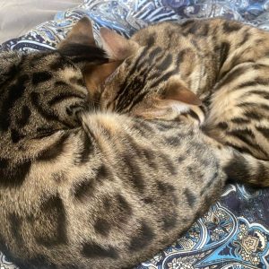2 Bengal cats (a pair, male and female) – 4 months old