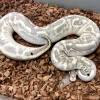 Adult ball python with leopard skin