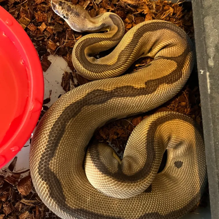 2021 Adult Ball Python 2021 Adult Ball Python