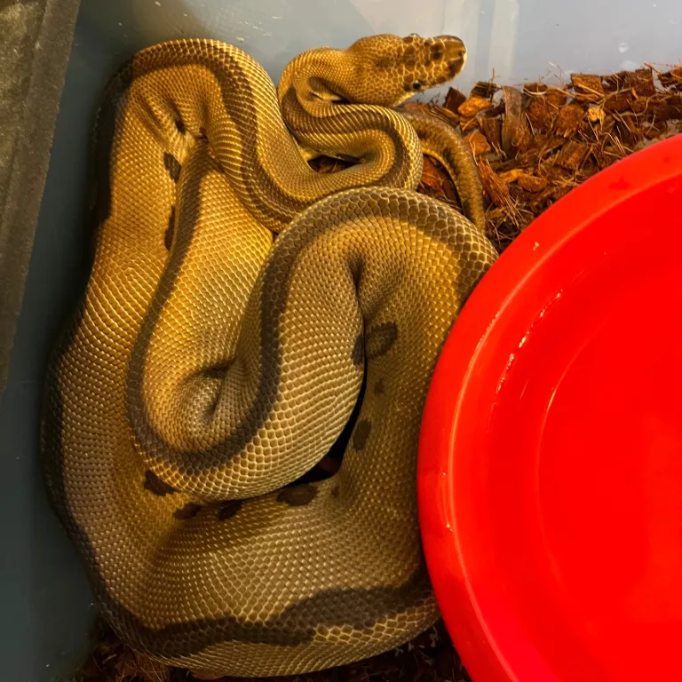 2021 Adult Ball Python 2021 Adult Ball Python
