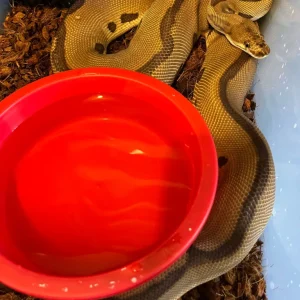 2021 Adult Ball Python