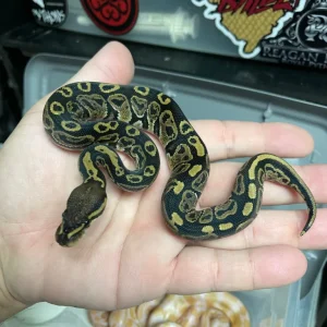Baby ball python