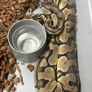 Pastel Enchi Het Clown Ball Python