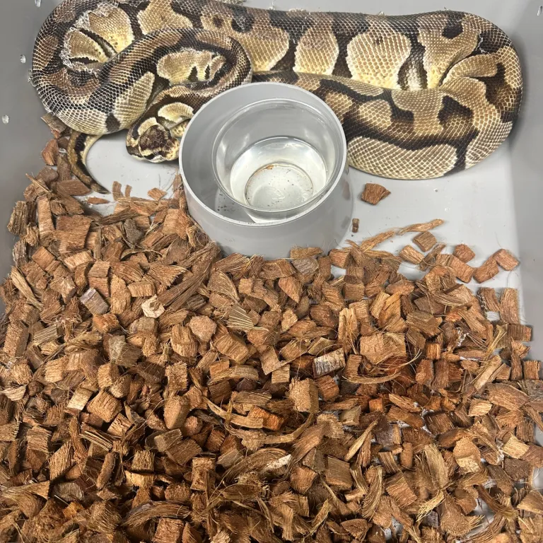 Pastel Enchi Het Clown Ball Python Pastel Enchi Het Clown Ball Python