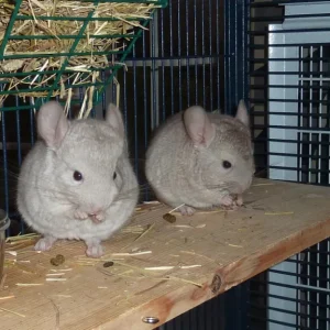 Adult chinchilla pair, male and female