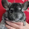Chinchilla male, adult