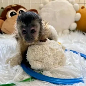 2-month-old female capuchin monkey
