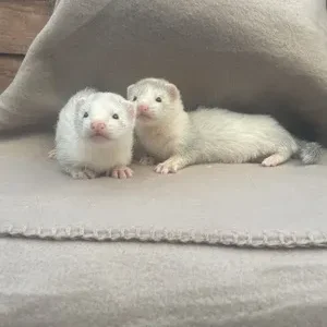 3-month-old ferrets, male and female