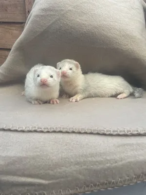 3-month-old ferrets, male and female 3-month-old ferrets, male and female