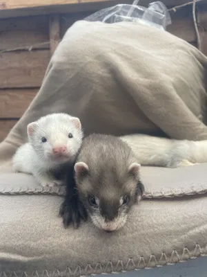 3-month-old ferrets, male and female 3-month-old ferrets, male and female