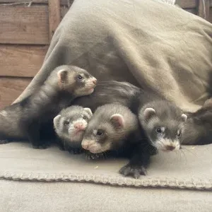 3-month-old ferrets, male and female