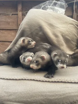 3-month-old ferrets, male and female 3-month-old ferrets, male and female
