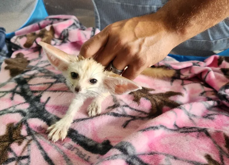 3-month-old Fennec Fox, female 3-month-old Fennec Fox, female