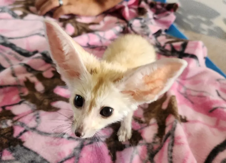 3-month-old Fennec Fox, female 3-month-old Fennec Fox, female