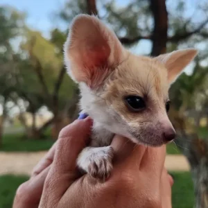 3-month-old Fennec Fox, female