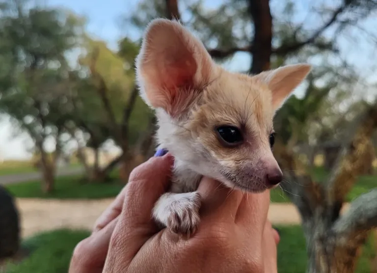 3-month-old Fennec Fox, female 3-month-old Fennec Fox, female